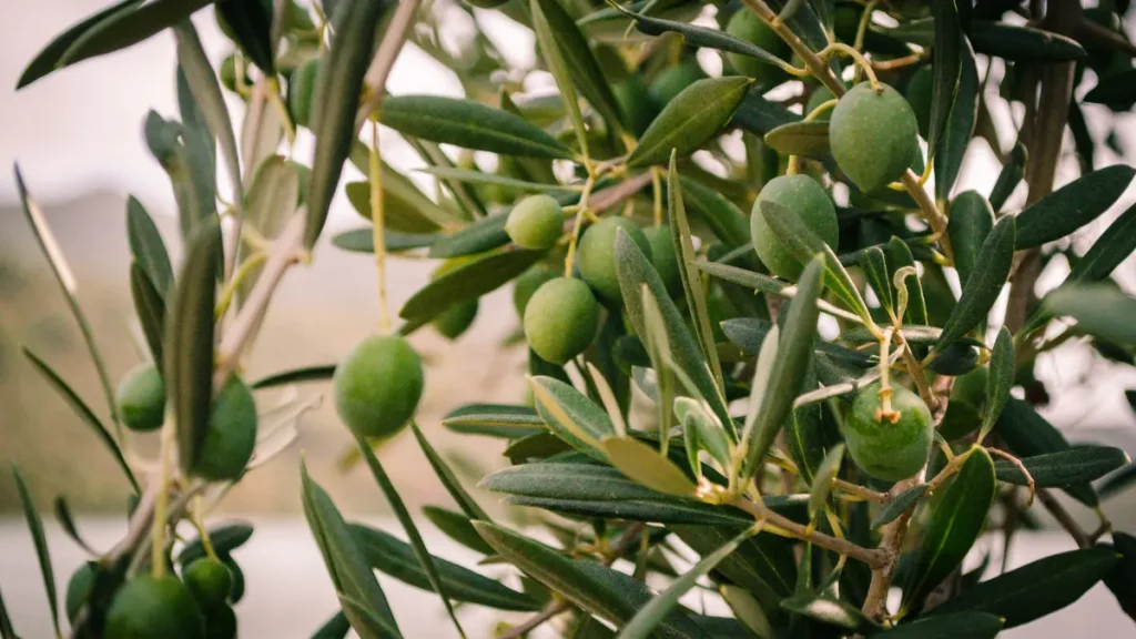 Maquinaria para la recolección de aceitunas en 2025